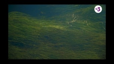 Мистические истории, 5 сезон, 1 серия. Я тебя верну/Лесные хранительницы